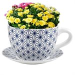 Tea Cup Planter & Saucer Blue Stars 7.5in (19cm)